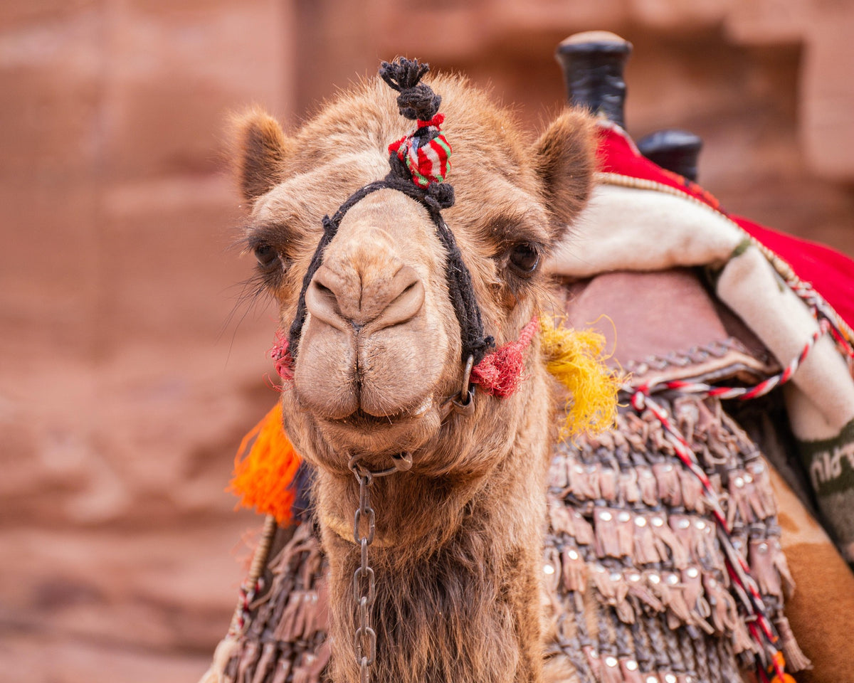 Jordan E-Visa Assistance for UAE Residents